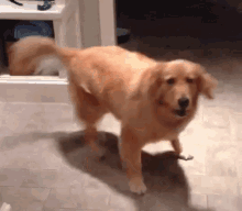 Dog doing post-purchase victory zoomies dance
