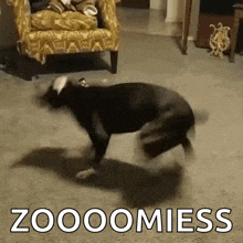 Boston Terrier doing celebratory spin dance