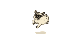 Dog doing fast dance twirls