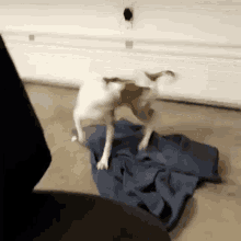 Dog tail-wagging dance celebration