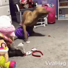 Dog doing turning speed runs