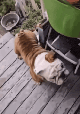 Dog skateboarding in celebration